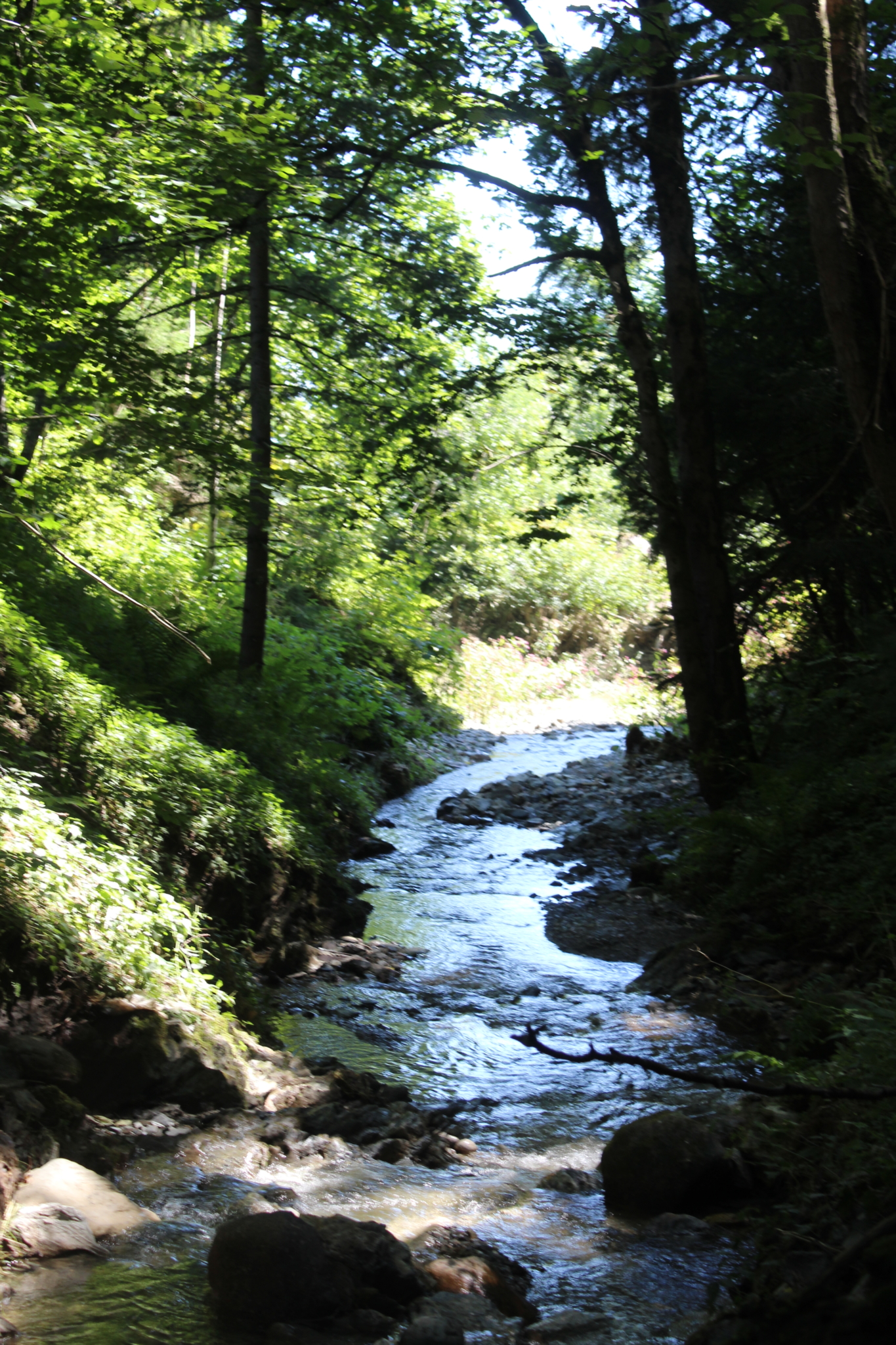 Gebirgsbach in einem bewaldeten Tal bei Mittersill mit kristallklarem Wasser